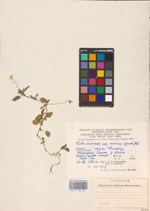 Viola arvensis Murray, Eastern Europe, West Ukrainian region (E13) (Ukraine)
