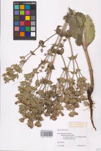 MHA 0 156 122, Salvia aethiopis L., Eastern Europe, Central forest-and-steppe region (E6) (Russia)