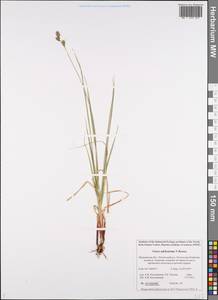 Carex adelostoma V.I.Krecz., Eastern Europe, Northern region (E1) (Russia)