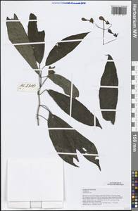 Clerodendrum, South Asia, South Asia (Asia outside ex-Soviet states and Mongolia) (ASIA) (Vietnam)