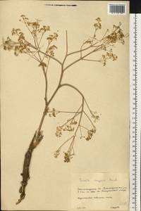 Ferula caspica M.Bieb., Eastern Europe, Lower Volga region (E9) (Russia)