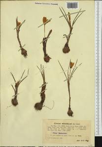 Crocus flavus Weston, Western Europe (EUR) (Romania)
