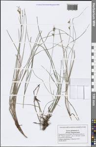 Carex globularis L., Eastern Europe, Middle Volga region (E8) (Russia)