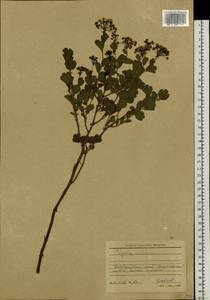 Spiraea trilobata L., Siberia, Altai & Sayany Mountains (S2) (Russia)