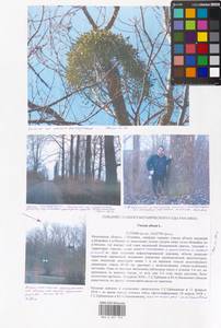 Viscum album L., Eastern Europe, Moscow region (E4a) (Russia)