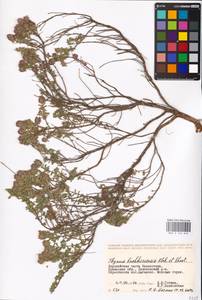 MHA 0 156 849, Thymus bashkiriensis Klokov & Des.-Shost., Middle Asia, Caspian Ustyurt & Northern Aralia (M8) (Kazakhstan)