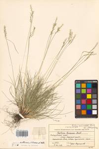 Festuca auriculata Drobow, Siberia, Russian Far East (S6) (Russia)