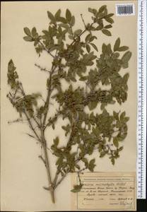 Lonicera microphylla Willd. ex Roem. & Schult., Middle Asia, Northern & Central Tian Shan (M4) (Kyrgyzstan)