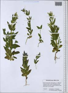 Gentianella amarella subsp. acuta (Michx.) Gillett, Siberia, Chukotka & Kamchatka (S7) (Russia)