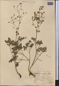 Thalictrum isopyroides C. A. Mey., Middle Asia, Western Tian Shan & Karatau (M3) (Kazakhstan)