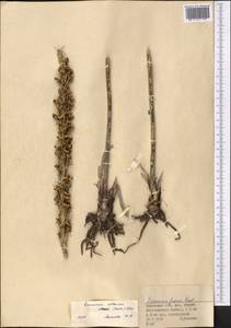 Eremurus fuscus (O.Fedtsch.) Vved., Middle Asia, Dzungarian Alatau & Tarbagatai (M5) (Kazakhstan)