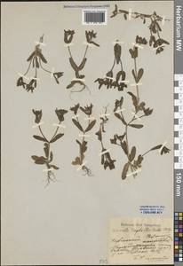 Valerianella turgida (Steven) Betcke, Crimea (KRYM) (Russia)