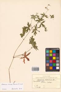 Geranium dahuricum DC., Siberia, Russian Far East (S6) (Russia)