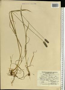Phleum alpinum L., Eastern Europe, West Ukrainian region (E13) (Ukraine)
