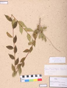 Ulmus laevis Pall., Siberia, Altai & Sayany Mountains (S2) (Russia)