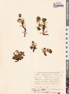 Viola langsdorfii (Regel) Fisch. ex Ging., Siberia, Chukotka & Kamchatka (S7) (Russia)