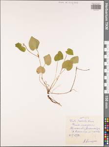 Viola pumila Chaix, Eastern Europe, Central region (E4) (Russia)
