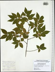 Euonymus verrucosus Scop., Eastern Europe, Central region (E4) (Russia)