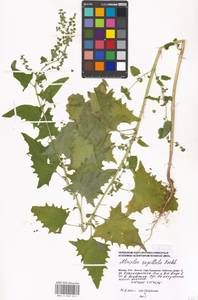 Atriplex sagittata Borkh., Eastern Europe, Moscow region (E4a) (Russia)