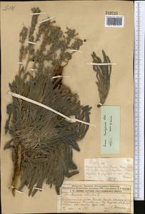 Onosma setosa subsp. transrhymnense (Klokov ex Popov) Kamelin, Middle Asia, Muyunkumy, Balkhash & Betpak-Dala (M9) (Kazakhstan)