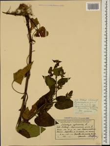 Stachys sylvatica L., Caucasus, Black Sea Shore (from Novorossiysk to Adler) (K3) (Russia)