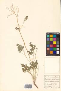 Thalictrum petaloideum L., Siberia, Russian Far East (S6) (Russia)