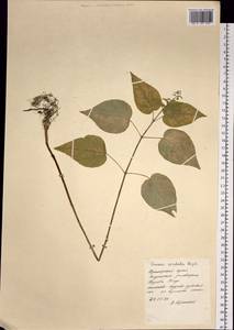 Circaea cordata Royle, Siberia, Russian Far East (S6) (Russia)