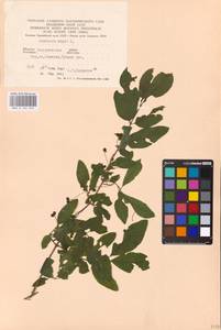 Lonicera nigra L., Eastern Europe, West Ukrainian region (E13) (Ukraine)