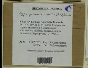 Grimmia mollis Bruch & Schimp., Bryophytes, Bryophytes - Chukotka & Kamchatka (B21) (Russia)
