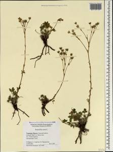 Potentilla recta L., Crimea (KRYM) (Russia)