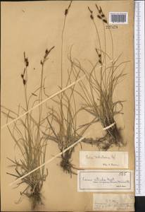 Carex turkestanica Regel, Middle Asia, Dzungarian Alatau & Tarbagatai (M5) (Kazakhstan)