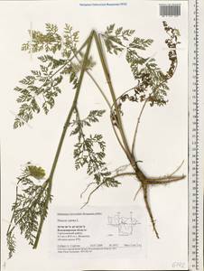 Daucus carota L., Eastern Europe, Central region (E4) (Russia)