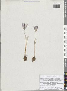 Crocus reticulatus Steven ex Adams, Eastern Europe, Central forest-and-steppe region (E6) (Russia)