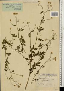 Tanacetum partheniifolium (Willd.) Sch. Bip., Caucasus, Stavropol Krai, Karachay-Cherkessia & Kabardino-Balkaria (K1b) (Russia)