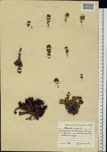 Rhodiola rosea L., Eastern Europe, Northern region (E1) (Russia)