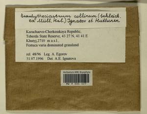 Brachytheciastrum collinum (Schleich. ex Müll. Hal.) Ignatov & Huttunen, Bryophytes, Bryophytes - North Caucasus & Ciscaucasia (B12) (Russia)