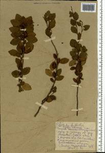 Betula humilis Schrank, Eastern Europe, Middle Volga region (E8) (Russia)