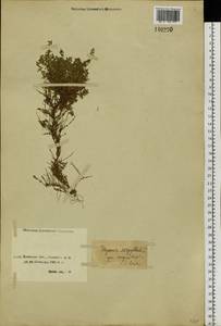 Thymus minussinensis Serg., Siberia, Baikal & Transbaikal region (S4) (Russia)