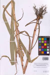 Sorghum bicolor notho subsp. drummondii (Nees ex Steud.) de Wet ex Davidse, Eastern Europe, Moscow region (E4a) (Russia)