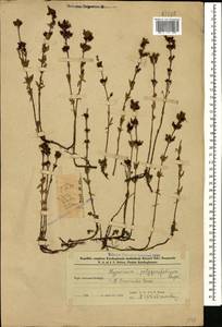 Hypericum linarioides, Caucasus, Azerbaijan (K6) (Azerbaijan)