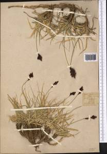 Carex melanantha C.A.Mey., Middle Asia, Western Tian Shan & Karatau (M3) (Kazakhstan)