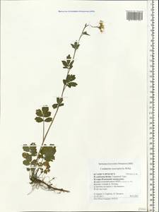 Cardamine macrophylla Willd., Eastern Europe, Northern region (E1) (Russia)