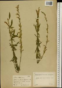 Silene tatarica (L.) Pers., Eastern Europe, Central forest-and-steppe region (E6) (Russia)