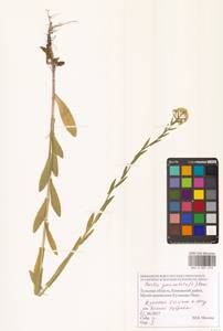 Neslia paniculata (L.) Desv., Eastern Europe, Central region (E4) (Russia)