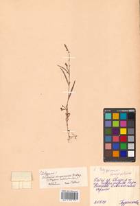 Persicaria erectominor (Makino) Nakai, Siberia, Russian Far East (S6) (Russia)