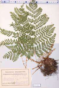 Dryopteris carthusiana (Vill.) H.P.Fuchs, Siberia, Central Siberia (S3) (Russia)