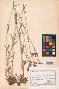 Silene flos-cuculi (L.) Greuter & Burdet, Eastern Europe, North Ukrainian region (E11) (Ukraine)