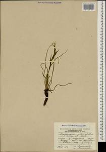 Tragopogon reticulatus Boiss. & A. Huet, Caucasus, South Ossetia (K4b) (South Ossetia)