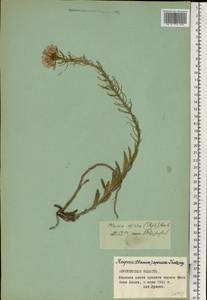 Clausia aprica (Stephan ex Willd.) Korn.-Trotzky, Eastern Europe, Central forest-and-steppe region (E6) (Russia)