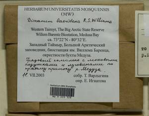 Dicranum laevidens R.S. Williams, Bryophytes, Bryophytes - Krasnoyarsk Krai, Tyva & Khakassia (B17) (Russia)